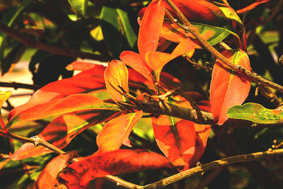 Close-up of orange leaves on tree