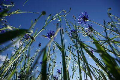 Low angle view of flowers against blue sky