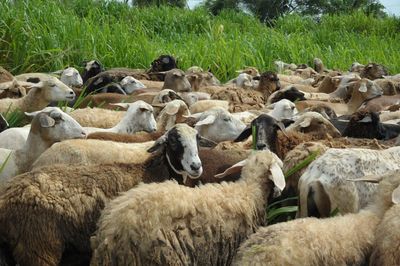 Sheep grazing on field