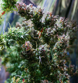 Close-up of flowering plant