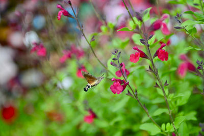 Close-up of butterfly pollinating flower