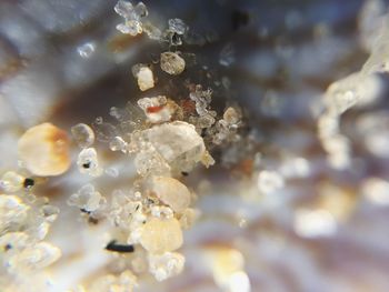 Close-up of jellyfish in water