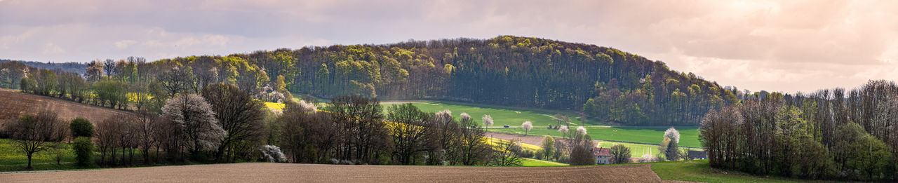 Panoramic shot of road amidst trees against sky