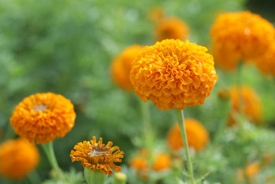 Closeup of orange marigold flowers in the garden. flower bed background.