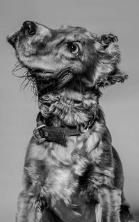 Close-up of dog looking away against gray background