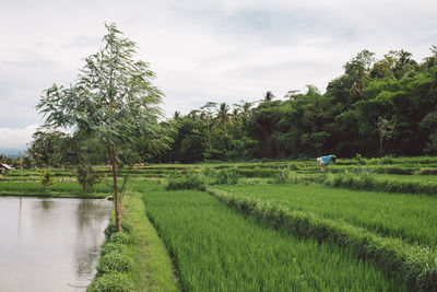 Scenic view of agricultural field against sky