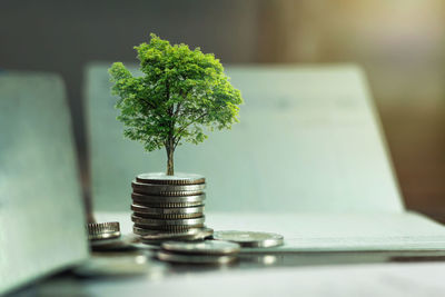 Close-up of small plant in container on table