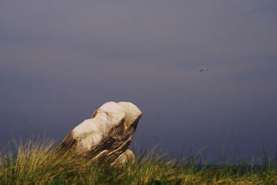 Bird flying over a field