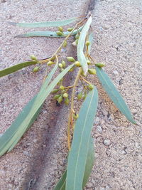 High angle view of plant growing on field