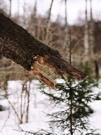 Close-up of lizard on tree trunk during winter