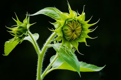 Close-up of plant growing against black background