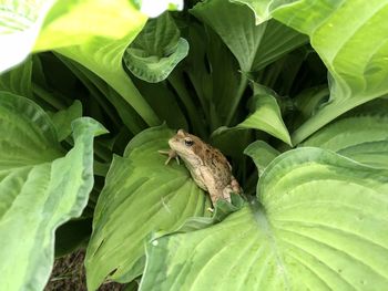 Close-up of butterfly on leaves