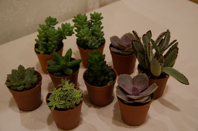High angle view of potted plants on table
