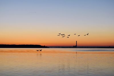 Silhouette birds flying over sea against sky during sunset