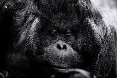 Close-up portrait of monkey