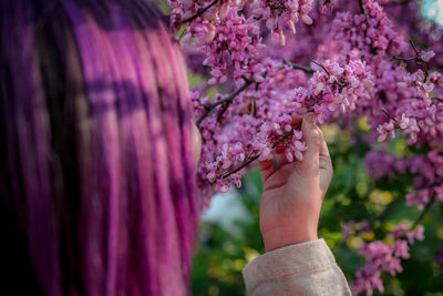 Close-up of hand on pink cherry blossom