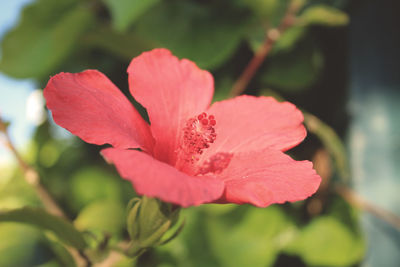 Close-up of pink rose flower