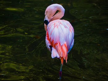 Close-up of duck in lake