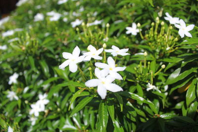 Close-up of white flowering plants