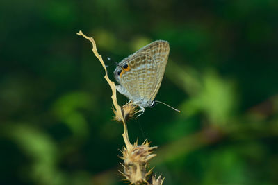 Close-up of butterfly pollinating on flower