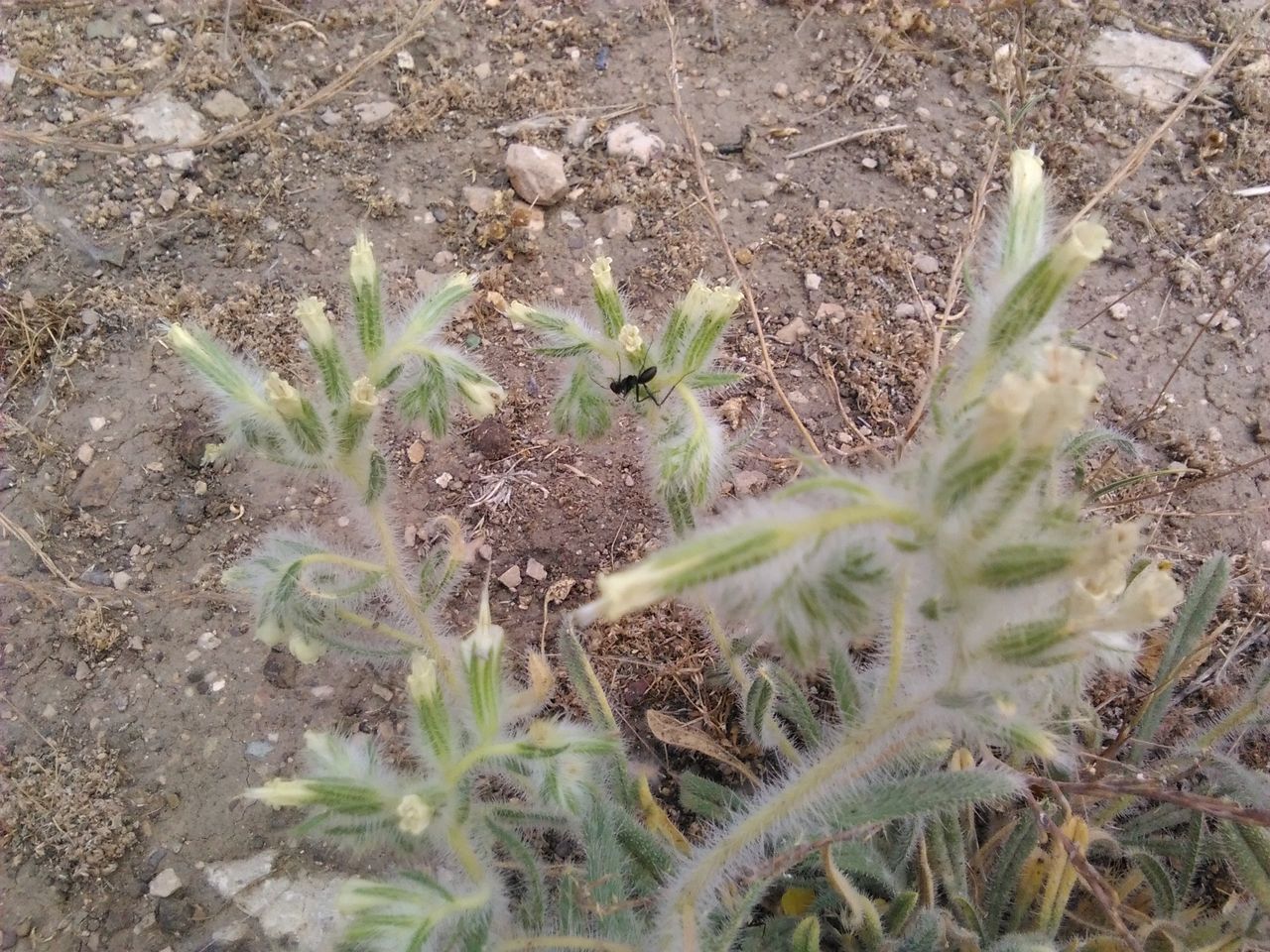 growth, plant, leaf, nature, growing, cactus, green color, close-up, freshness, field, high angle view, thorn, stem, beauty in nature, day, spiked, fragility, tranquility, beginnings, no people