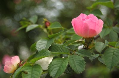 Close-up of pink rose blooming outdoors