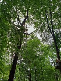 Low angle view of trees in forest against sky