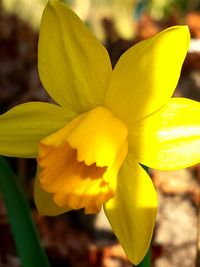 Close-up of yellow flower