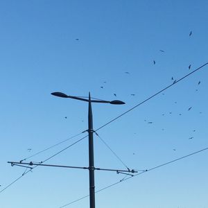 Low angle view of birds against blue sky