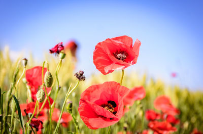 Close-up of red poppy flowers blooming on field