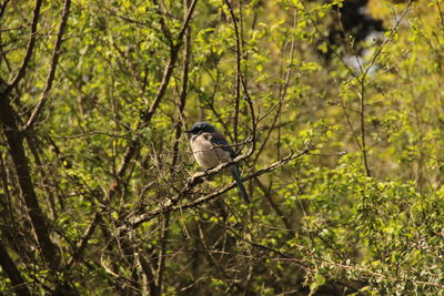 Bird perched on tree in forest