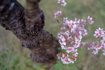 Close-up of pink flowering plant