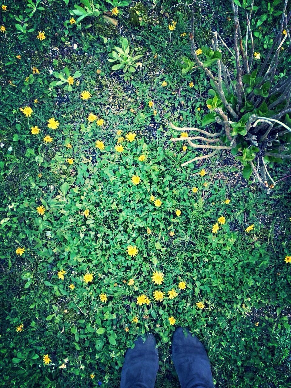 LOW SECTION OF PERSON STANDING ON PLANTS