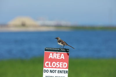 Seagull perching on a sign
