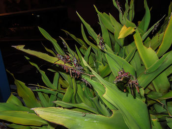 Close-up of insect on plant