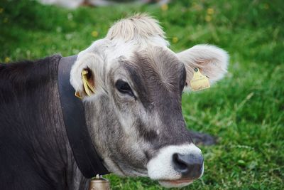 Cow in a field