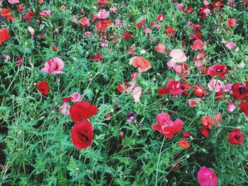 Close-up of red flowers blooming in field