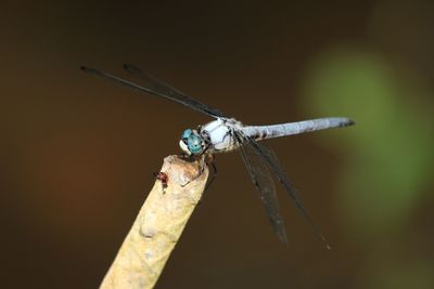 Close-up of damselfly on leaf