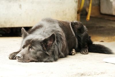 Close-up of a sleeping cat