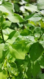 Close-up of wet plant