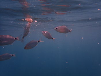 Close-up of fish swimming in water