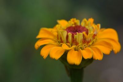 Close-up of yellow flower