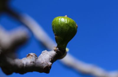 Close-up of fruit growing on plant against blue sky
