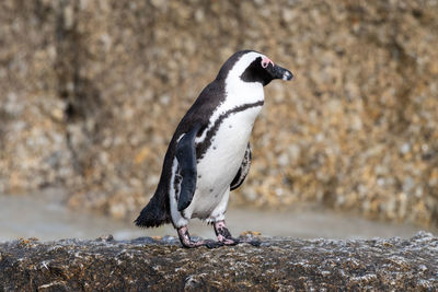 Close-up of bird perching on rock