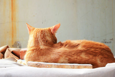 Cat resting on bed