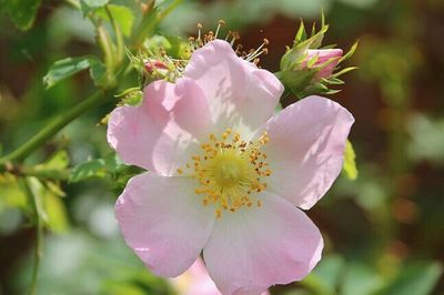 Close-up of pink flowers
