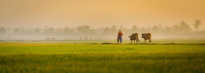 Panoramic view of farmer walking with bulls on field