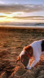 Dog on beach