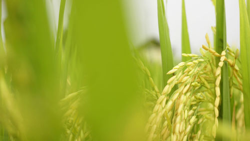 Close-up of wheat growing on field