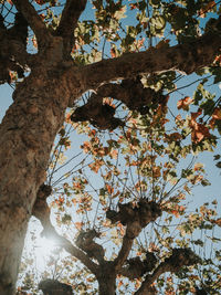 Low angle view of flowering tree against sky